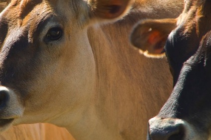Two cows' eyes.